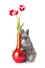 baby bunny with tulips