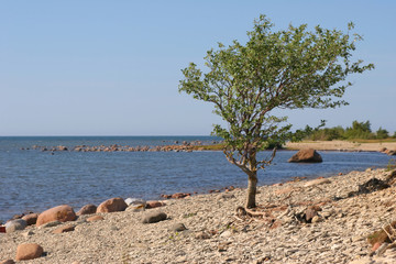 Fototapeta na wymiar tree and the sea