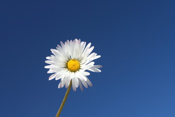 daisy for background