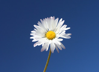 daisy over sky
