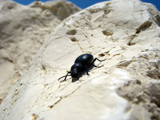 black bug 2