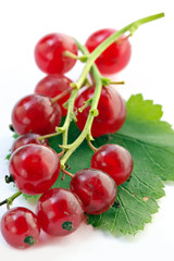 branch of red currant on white background