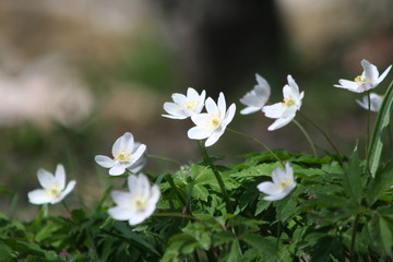 white daisies