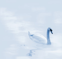 beautiful swimming swan