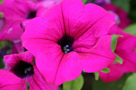 fuschia