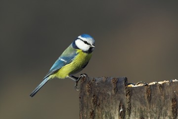 blue tit