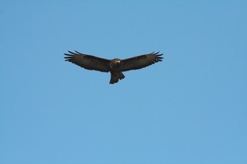buzzard