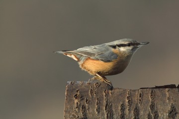 nuthatch