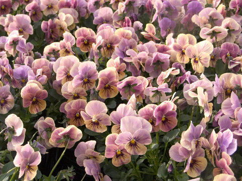 pink pansy flower