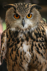 owl in view
