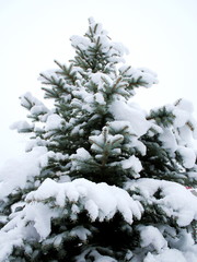 fir-tree
