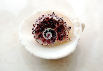 seashells