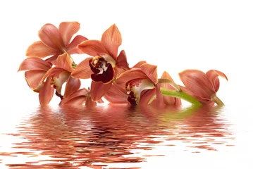 Tissu par mètre Orchidée orchid