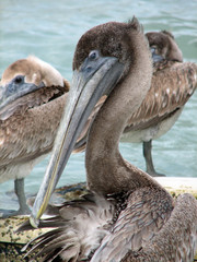 pelicans