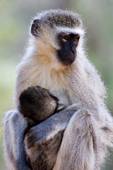 velvet monkey and baby