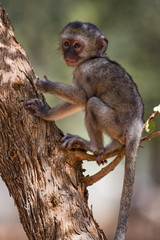 baby velvet monkey
