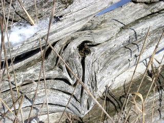 wooden knot abstract.