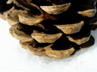 pine cone structure.