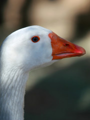 close up goose