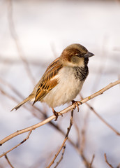passer domesticus