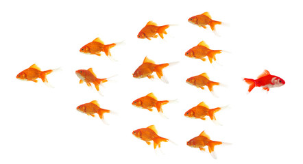 red goldfish leaving group