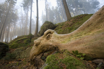 fabelwald