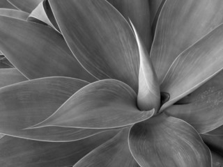 agave in black and white