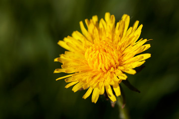 taraxacum officinale