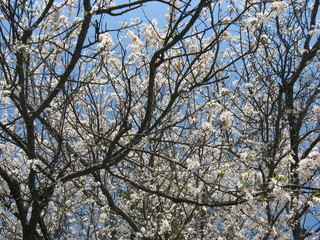 blooming tree