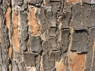 wood texture