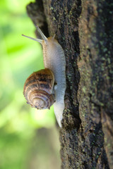 grape snail creeping along tree on background of g