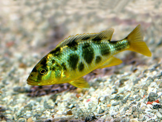colorful african cichlid