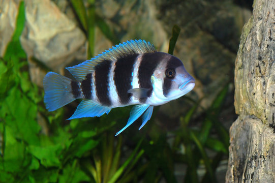 frontosa fish in aquarium