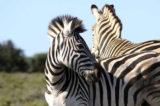 Fototapeta a zebra looking behind