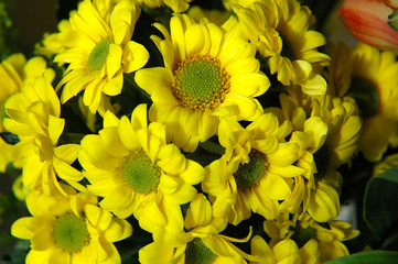 yellow flowers1