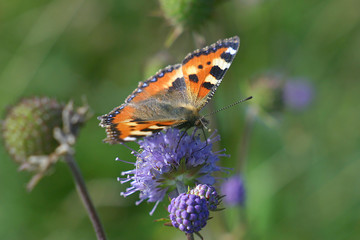 small tortoiseshell