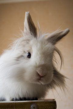 the royal lionhead's rabbit