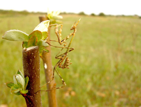 empusa pennata