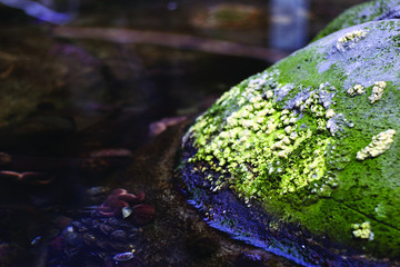 algae rock