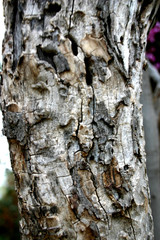 bark details