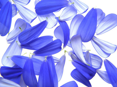 Fototapeta blue petals
