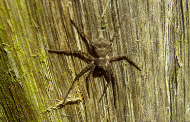 spinne 2