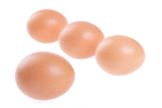 egg, bird