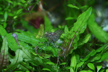 shrimp 5