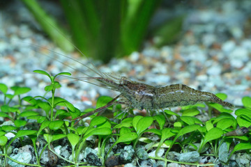 shrimp 7