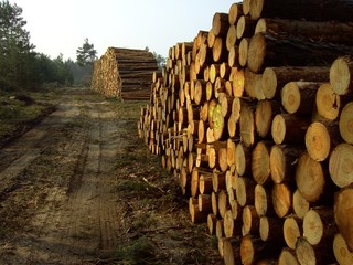 holzstapel 1