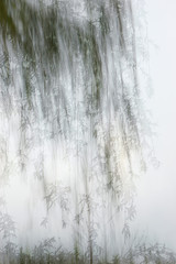 impressionist willow