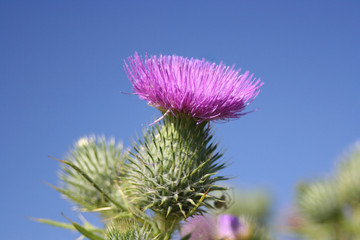 thistle flower