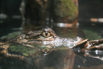 alegator eye