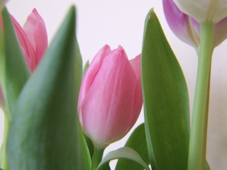 tulip flowers
